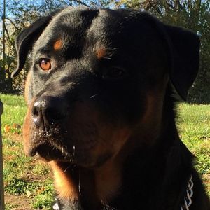 Meet your Posher, Steve